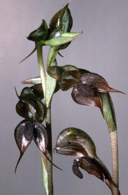 APII jpeg image of Pterostylis saxicola  © contact APII