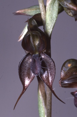 APII jpeg image of Pterostylis saxicola  © contact APII