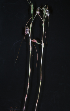 APII jpeg image of Pterostylis woollsii  © contact APII