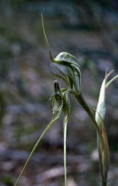 APII jpeg image of Pterostylis woollsii  © contact APII