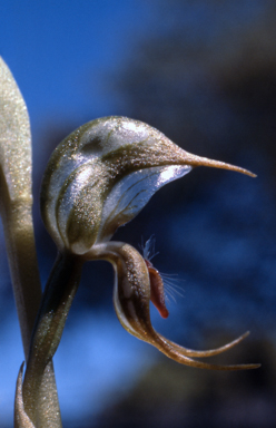 APII jpeg image of Pterostylis hamata  © contact APII