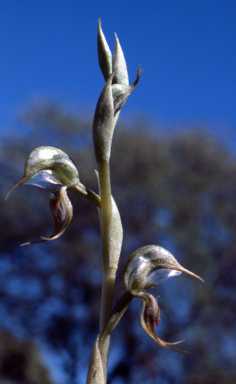 APII jpeg image of Pterostylis hamata  © contact APII