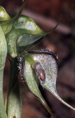 APII jpeg image of Pterostylis lepida  © contact APII