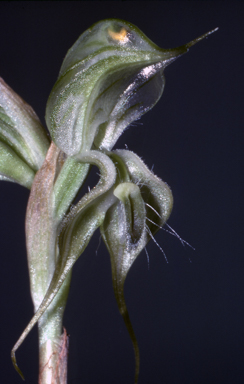 APII jpeg image of Pterostylis mitchellii  © contact APII