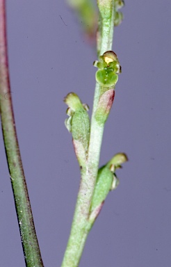 APII jpeg image of Hydrorchis orbicularis  © contact APII