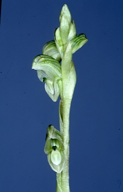 APII jpeg image of Hymenochilus crassicaulis  © contact APII