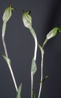 APII jpeg image of Diplodium brevisepala  © contact APII