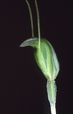 APII jpeg image of Pterostylis nana  © contact APII
