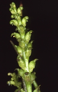 APII jpeg image of Microtidium atratum  © contact APII