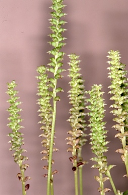 APII jpeg image of Prasophyllum parviflorum  © contact APII