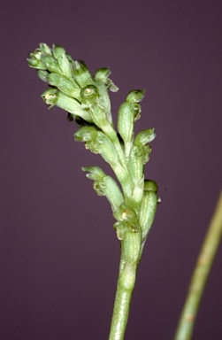 APII jpeg image of Habenaria harroldii  © contact APII