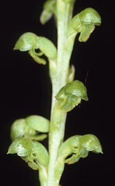 APII jpeg image of Microtis oblonga  © contact APII