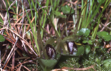 APII jpeg image of Corybas dienemus  © contact APII