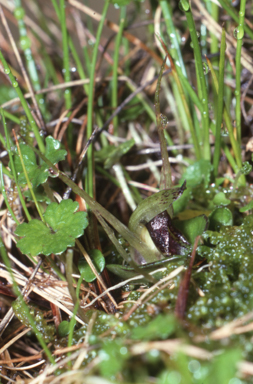 APII jpeg image of Nematoceras dienemum  © contact APII