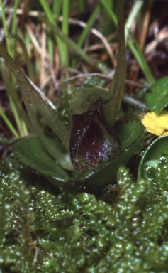 APII jpeg image of Nematoceras dienemum  © contact APII