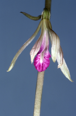 APII jpeg image of Nervilia holochila  © contact APII