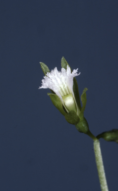 APII jpeg image of Nervilia peltata  © contact APII