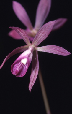 APII jpeg image of Nervilia plicata  © contact APII