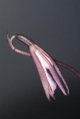 APII jpeg image of Nervilia uniflora  © contact APII