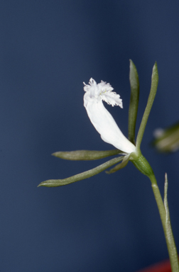 APII jpeg image of Nervilia crociformis  © contact APII