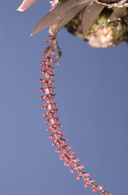 APII jpeg image of Oberonia palmicola  © contact APII