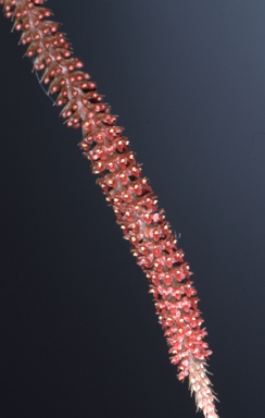 APII jpeg image of Oberonia rimachila  © contact APII