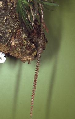 APII jpeg image of Oberonia crateriformis  © contact APII