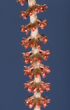 APII jpeg image of Oberonia rimachila  © contact APII