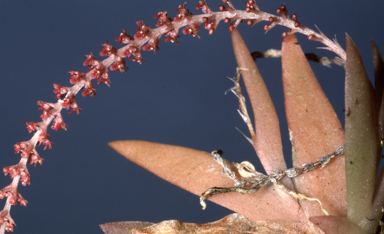 APII jpeg image of Oberonia palmicola  © contact APII