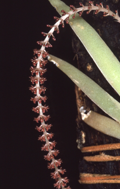 APII jpeg image of Oberonia titania  © contact APII