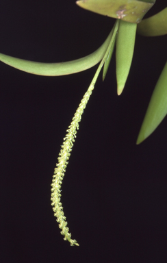 APII jpeg image of Oberonia complanata  © contact APII