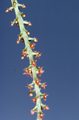 APII jpeg image of Oberonia titania  © contact APII