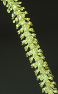 APII jpeg image of Oberonia complanata  © contact APII