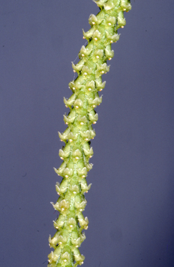 APII jpeg image of Oberonia flavescens  © contact APII