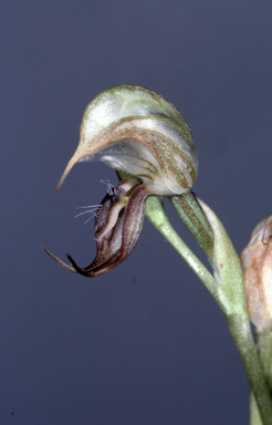 APII jpeg image of Pterostylis calceolus  © contact APII