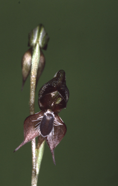 APII jpeg image of Oligochaetochilus nitens  © contact APII