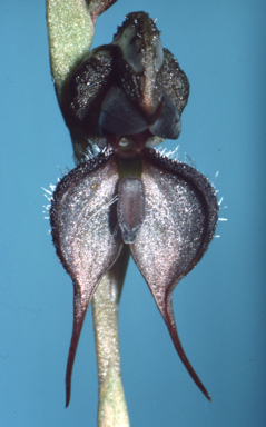 APII jpeg image of Pterostylis boormanii  © contact APII