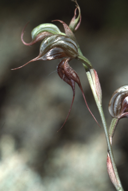 APII jpeg image of Pterostylis biseta  © contact APII