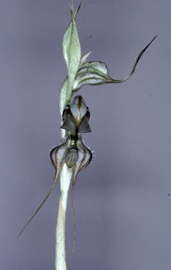 APII jpeg image of Pterostylis biseta  © contact APII