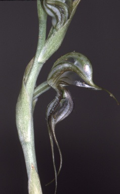 APII jpeg image of Pterostylis biseta  © contact APII