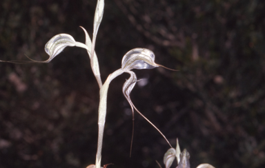 APII jpeg image of Oligochaetochilus bisetus  © contact APII