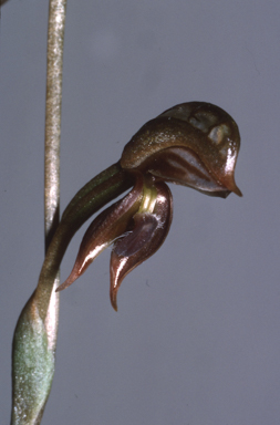 APII jpeg image of Oligochaetochilus ferrugineus  © contact APII