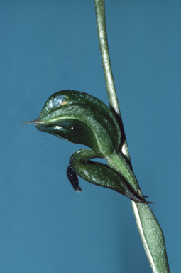 APII jpeg image of Oligochaetochilus gibbosus  © contact APII