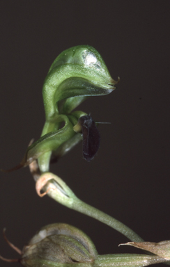 APII jpeg image of Pterostylis gibbosa  © contact APII