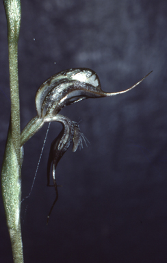 APII jpeg image of Pterostylis valida  © contact APII