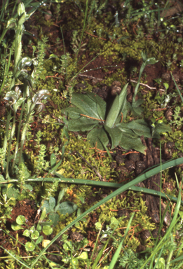 APII jpeg image of Oligochaetochilus excelsus  © contact APII