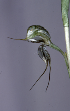 APII jpeg image of Pterostylis excelsa  © contact APII