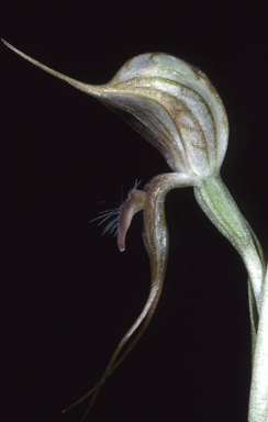 APII jpeg image of Pterostylis excelsa  © contact APII