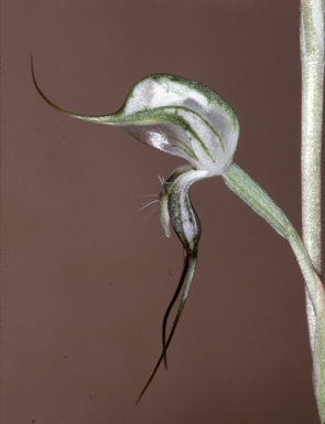 APII jpeg image of Oligochaetochilus bisetus  © contact APII