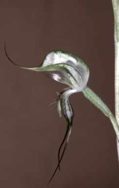 APII jpeg image of Oligochaetochilus bisetus  © contact APII